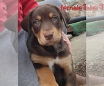 Puppy Puppy 6 Australian Shepherd-Rottweiler Mix