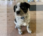 Puppy Dark Blue Texas Heeler