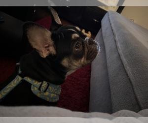 French Bulldog Puppy for sale in WINDERMERE, FL, USA