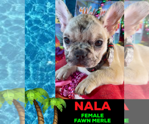 French Bulldog Puppy for sale in HEATHROW, FL, USA