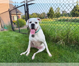 Alfa - Female Boxer Dog for Adoption - Photo #6