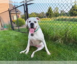 Small Photo #6 Boxer Puppy For Sale in Burnsville, MN, USA
