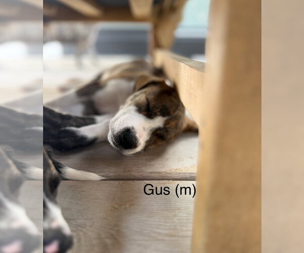 Medium Photo #2 Mutt Puppy For Sale in Wenonah, NJ, USA