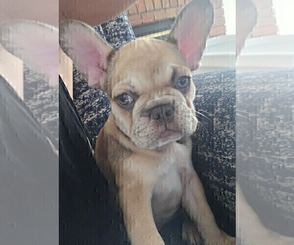 Medium Photo #15 French Bulldog Puppy For Sale in CHINO HILLS, CA, USA