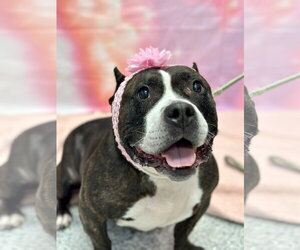 Mutt Dogs for adoption in Manahawkin, NJ, USA