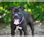 Small #1 Labrador Retriever Mix