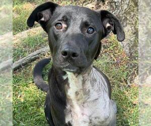 Justice - (Medical) - Female Labrador Retriever-Unknown Mix Dog for Adoption - Photo #3