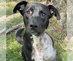 Small Photo #3 Labrador Retriever-Unknown Mix Puppy For Sale in San Diego, CA, USA