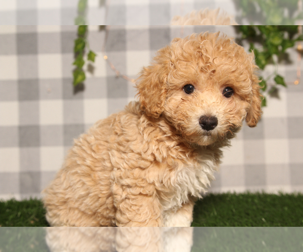 Medium Photo #3 Bichpoo Puppy For Sale in MARIETTA, GA, USA