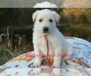 German Shepherd Dog Puppy for sale in PIEDMONT, MO, USA