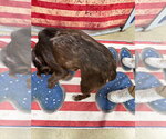 Small #1 Labrador Retriever Mix