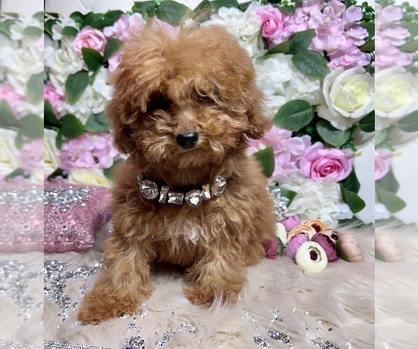 Medium Photo #36 Poodle (Toy) Puppy For Sale in HAYWARD, CA, USA
