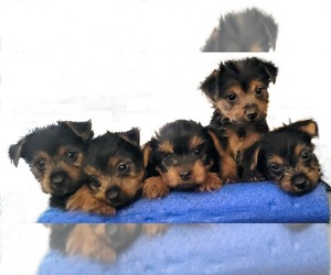 Yorkshire Terrier Litter for sale in AKRON, OH, USA