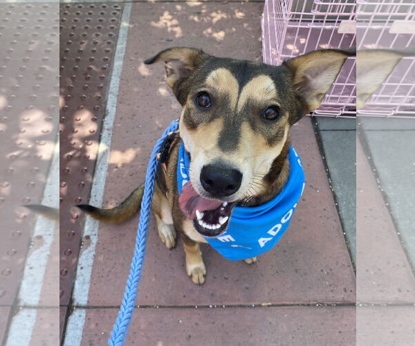 Medium Photo #2 Mutt Puppy For Sale in La Verne, CA, USA