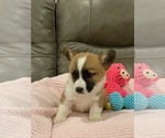 Small Photo #2 Pembroke Welsh Corgi Puppy For Sale in BILLINGS, MO, USA