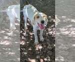 Small Pyrenees Border Collie