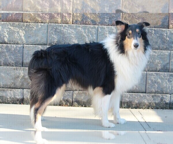 Medium Photo #1 Collie Puppy For Sale in APPLE CREEK, OH, USA
