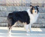 Small Photo #1 Collie Puppy For Sale in APPLE CREEK, OH, USA