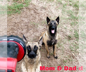 Mother of the Belgian Malinois puppies born on 11/05/2019