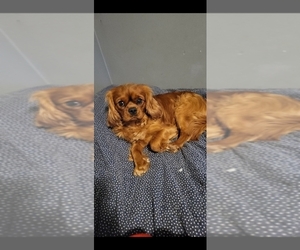 Father of the Cavalier King Charles Spaniel puppies born on 05/03/2022