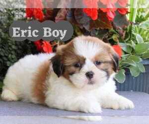 Shih Tzu Puppy for sale in PERTH AMBOY, NJ, USA
