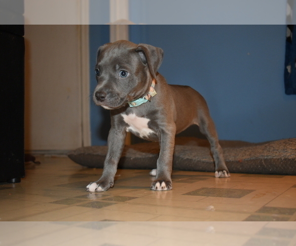 Medium Photo #19 American Bully Puppy For Sale in WILLOW SPRING, NC, USA