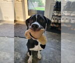Small #5 American Staffordshire Terrier Mix