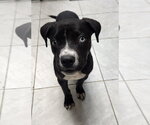 Small Photo #2 Mutt Puppy For Sale in Walnutport, PA, USA