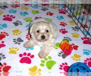 Maltipoo Puppy for sale in ORO VALLEY, AZ, USA