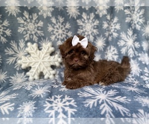 Shih-Poo Puppy for sale in LAKELAND, FL, USA