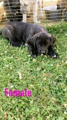 Bullmastiff-Great Dane Mix Puppy for sale in SOLWAY, MN, USA