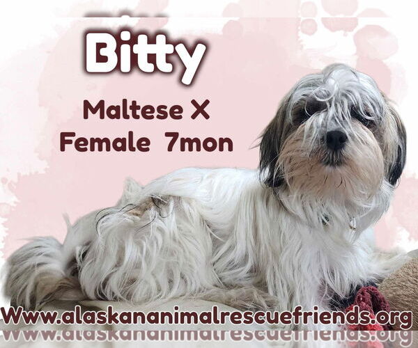 Medium Photo #1 Maltese-Unknown Mix Puppy For Sale in Anchorage, AK, USA