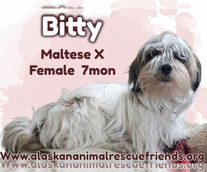 Maltese-Unknown Mix Dogs for adoption in Anchorage, AK, USA