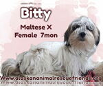 Small Maltese Mix