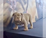 Small Photo #16 English Bulldog Puppy For Sale in DALLAS, TX, USA