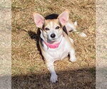 Small #4 Chihuahua