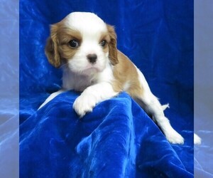 Cavalier King Charles Spaniel Puppy for sale in NORWOOD, MO, USA