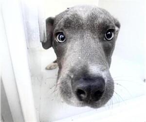 Mutt Dogs for adoption in Houston, TX, USA