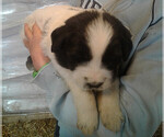 Small Photo #6 Great Pyrenees-Newfoundland Mix Puppy For Sale in LOVELL, WY, USA