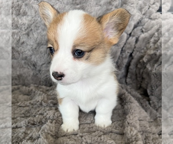Medium Photo #5 Pembroke Welsh Corgi Puppy For Sale in BAYTOWN, TX, USA