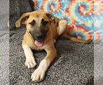 Small #4 Great Pyrenees Mix