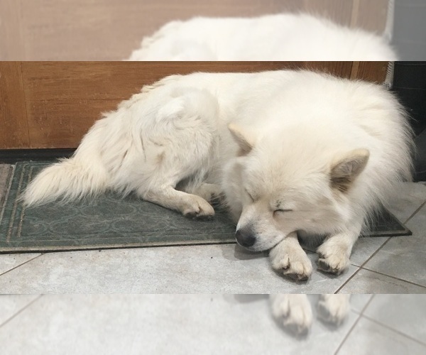 Medium Photo #1 Huskimo Puppy For Sale in AURORA, CO, USA
