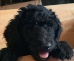 Small #5 Labradoodle-Poodle (Standard) Mix