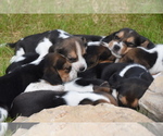 Small Photo #10 Beagle Puppy For Sale in BERNVILLE, PA, USA