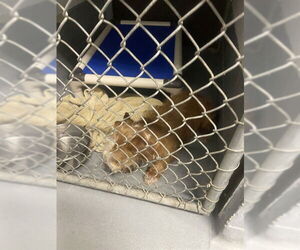 - Mix Dogs for adoption in Fremont, CA, USA
