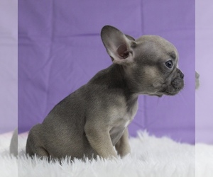 French Bulldog Puppy for sale in CHESAPEAKE, VA, USA