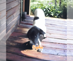 Small Photo #3 Great Dane Puppy For Sale in Orange Grove, TX, USA