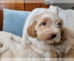 Small #9 Lhasa Apso