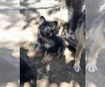 Small Photo #11 German Shepherd Dog Puppy For Sale in EAGLE CREEK, OR, USA
