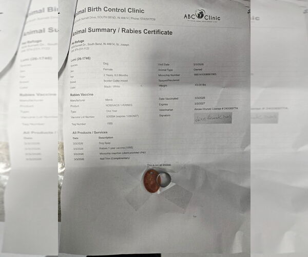 Medium Photo #2 Border Collie-Unknown Mix Puppy For Sale in South Bend, IN, USA